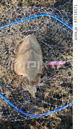 紋甲イカ 紋甲イカ 65538571