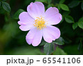 Rosa Canina flower 65541106