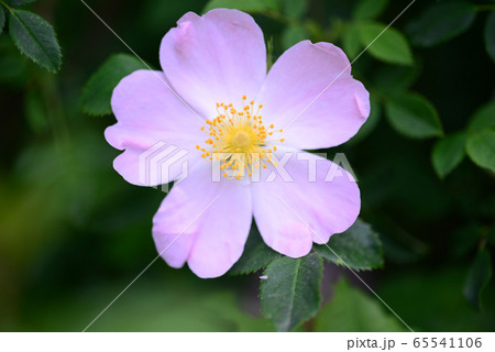 Rosa Canina flower 65541106