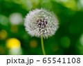 dandelion plant detail 65541108