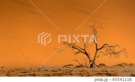 Dead Camelthorn tree against sand dunes in Namibia 65541118