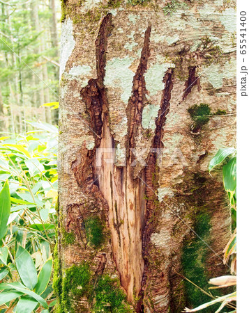 野生鹿の角研ぎで傷つけられた木の写真素材 [65541400] - PIXTA