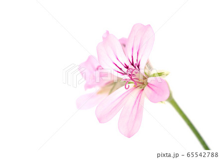 レディプリマス・ゼラニウム 65542788