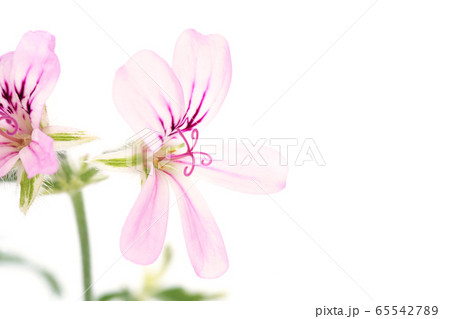 レディプリマス・ゼラニウム レディプリマス・ゼラニウム 65542789