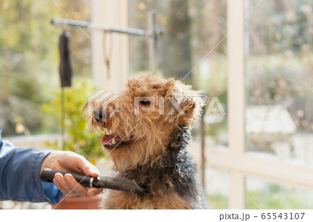 Combing the neck of dog by professional groomer. Combing the neck of dog by professional groomer. 65543107