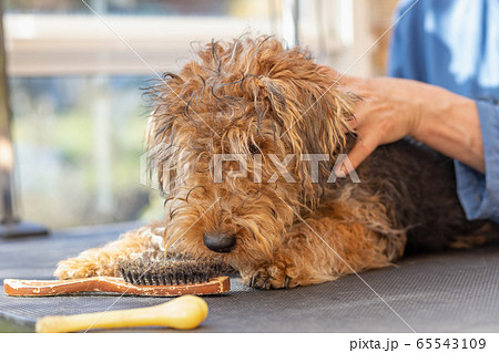Closeup view of groomed puppy of Welsh Terrier 65543109