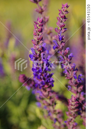Blossoming steppe grass sage Salvia official on the field, overlooking the river. Bright, beauty. Blossoming steppe grass sage Salvia official on the field, overlooking the river. Bright, beauty. 65543150