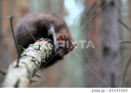 Playing young Marten beech, lat. Martes foina  65543305
