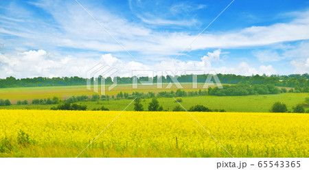 Yellow field of flowering rape .Wide photo Yellow field of flowering rape .Wide photo 65543365