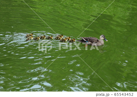 野生動物 屋外 緑 65543452