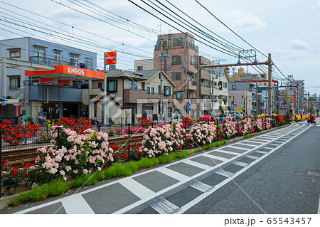 都電沿線のカラフルなバラの花 65543457