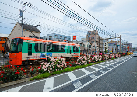 路面電車と沿線のカラフルなバラの花 65543458
