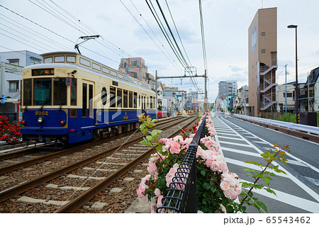 路面電車と沿線のカラフルなバラの花 65543462