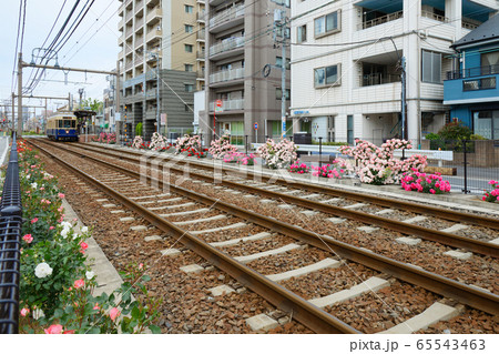 路面電車と沿線のカラフルなバラの花 65543463