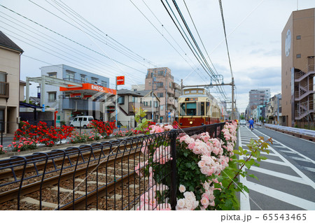 路面電車と沿線のカラフルなバラの花 65543465