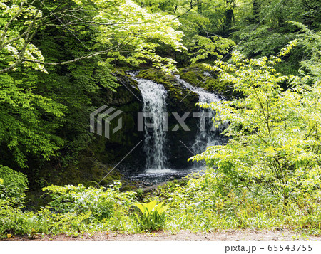 鐘山の滝(初夏) 鐘山の滝(初夏) 65543755