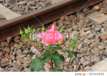 都電沿線のカラフルなバラの花　アップ 65543993