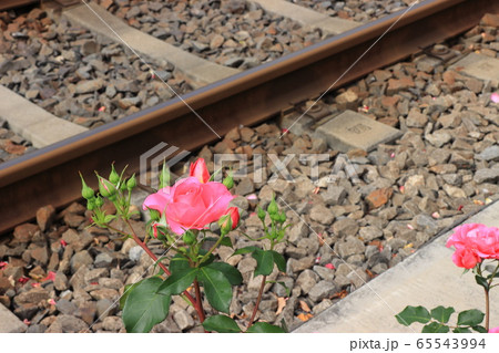 都電沿線のカラフルなバラの花　アップ 65543994
