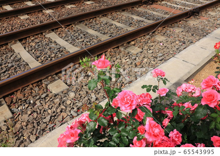 都電沿線のカラフルなバラの花と線路 65543995