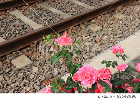 都電沿線のカラフルなバラの花と線路 65543996