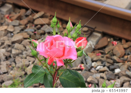 都電沿線のカラフルなバラの花　アップ 65543997