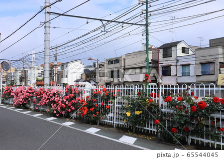 都電沿線のカラフルなバラの花 65544045