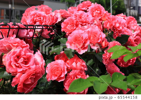 都電沿線のカラフルなバラの花　アップ 65544158