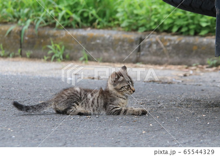 スフィンクス座りをしているサバトラの子猫を横から見た姿の写真素材