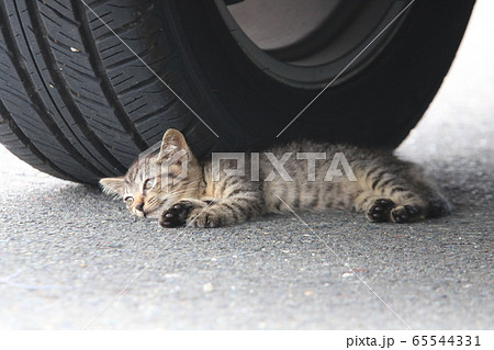 暑さを避けてタイヤの内側で横になるサバトラの子猫 暑さを避けてタイヤの内側で横になるサバトラの子猫 65544331