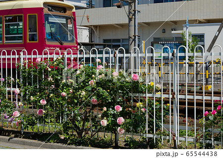 路面電車と沿線のカラフルなバラの花 65544438