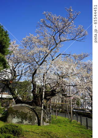 国の天然記念物 石割桜 国の天然記念物 石割桜 65544451