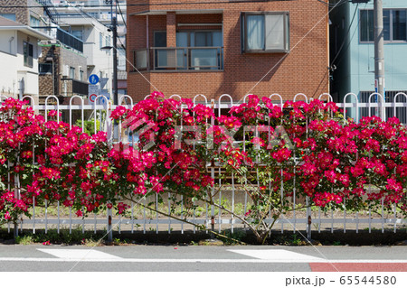 都電沿線のカラフルなバラの花と線路 65544580