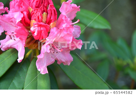 シャクナゲ・つつじ 65544582