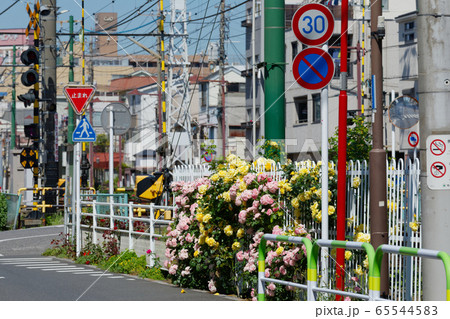 都電沿線のカラフルなバラの花と線路 65544583