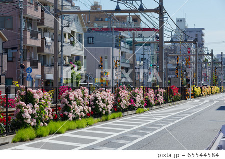 都電沿線のカラフルなバラの花と線路 65544584