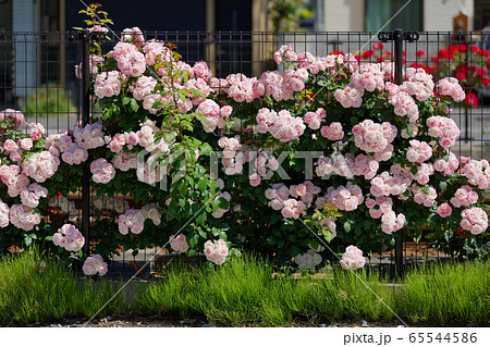 都電沿線のカラフルなバラの花と線路 65544586