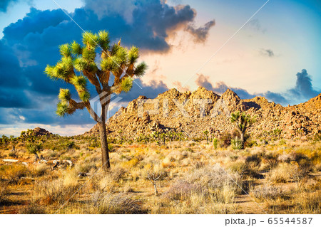 Joshua Tree National Park 65544587