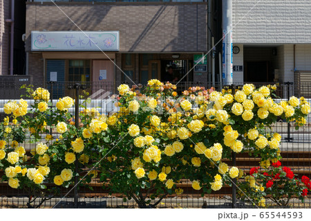 都電沿線のカラフルなバラの花と線路 65544593