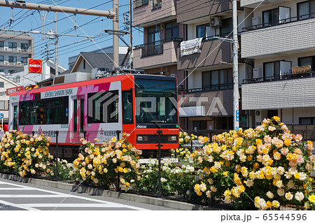 路面電車と沿線のカラフルなバラの花 65544596
