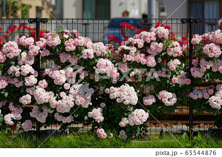 都電沿線のカラフルなバラの花と線路 65544876