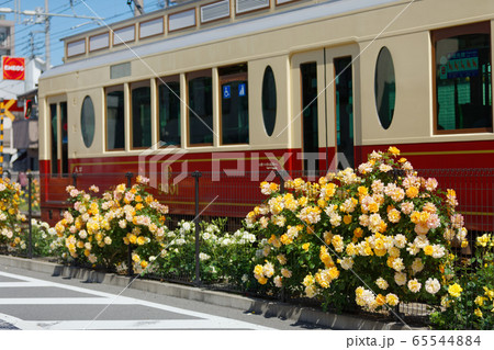 路面電車と沿線のカラフルなバラの花 65544884
