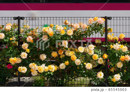路面電車と沿線のカラフルなバラの花 65545003