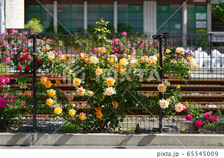 都電沿線のカラフルなバラの花と線路 65545009
