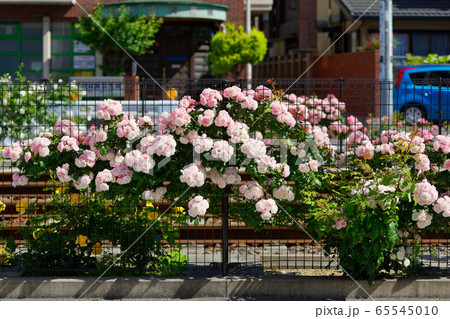 都電沿線のカラフルなバラの花 65545010