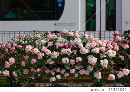 路面電車と沿線のカラフルなバラの花 65545342