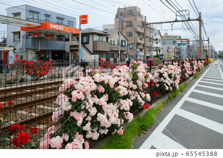 都電沿線のカラフルなバラの花と線路 65545388