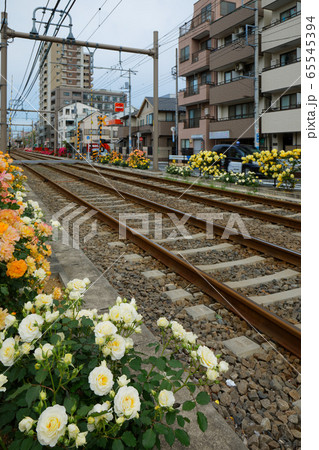 都電沿線のカラフルなバラの花と線路 65545394