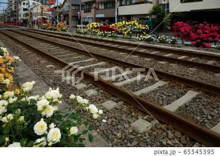 都電沿線のカラフルなバラの花と線路 65545395