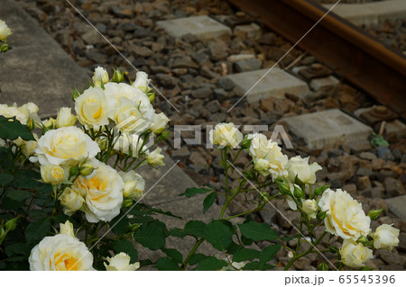 都電沿線のクリーム色のバラの花 65545396