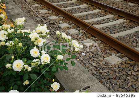 都電沿線のクリーム色のバラの花と線路 65545398